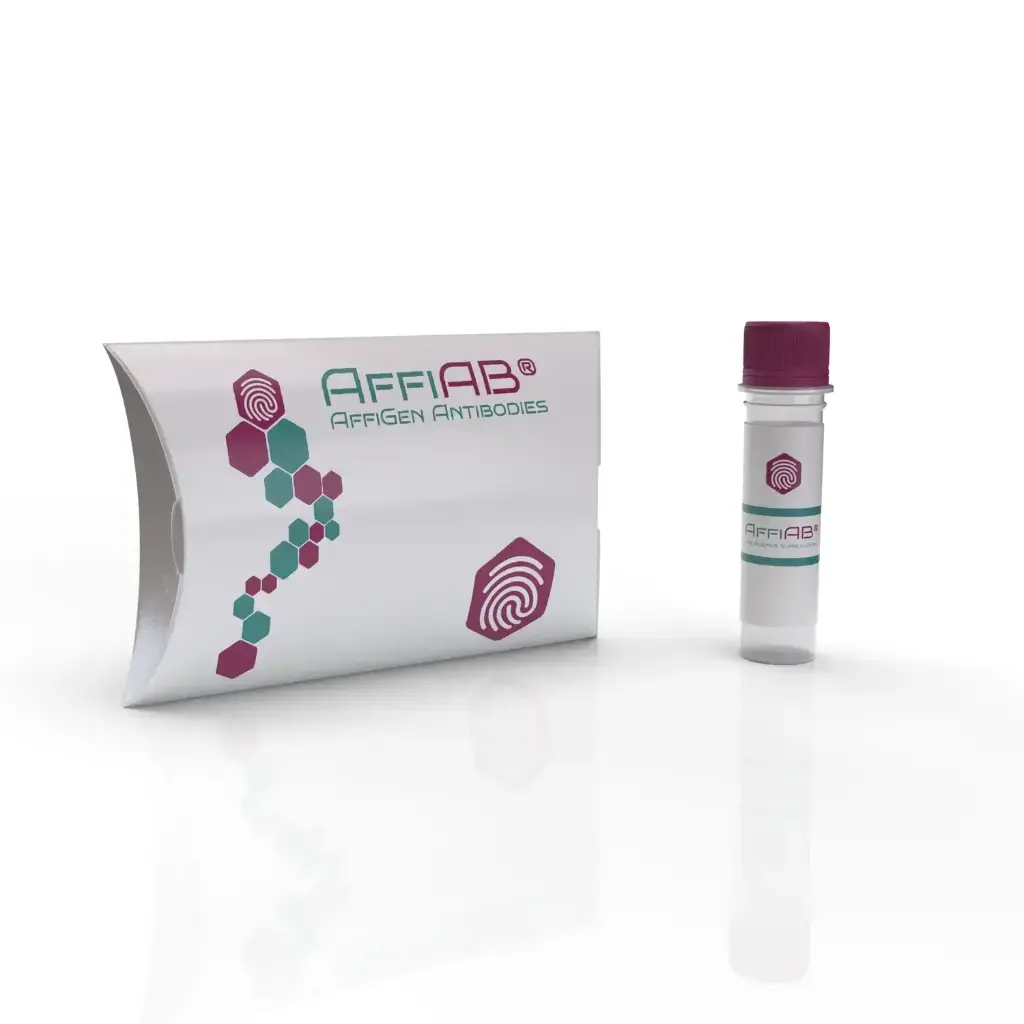 MIXL1 Antibody