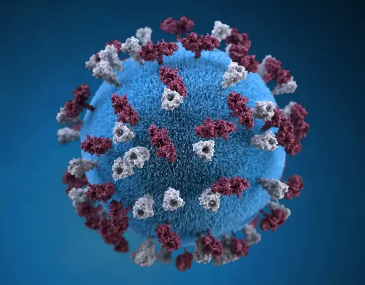 [ABD2433] XRN1 Antibody